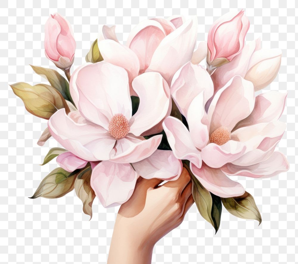 PNG Flower magnolia holding petal. AI generated Image by rawpixel.