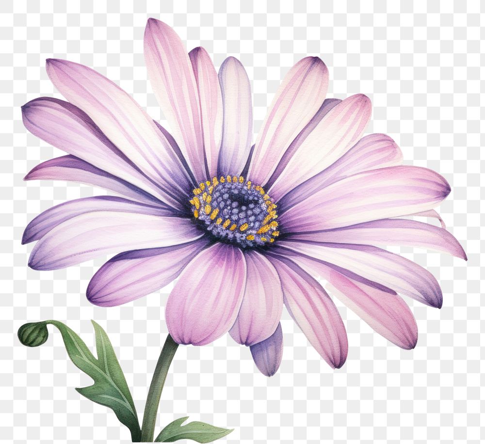 PNG Daisy blossom flower dahlia. AI generated Image by rawpixel.