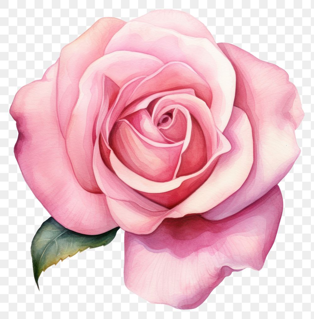 PNG Flower petal plant rose. AI generated Image by rawpixel.