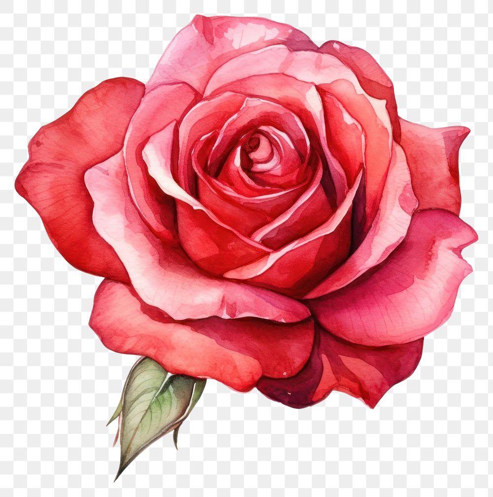 PNG Flower petal plant rose. 