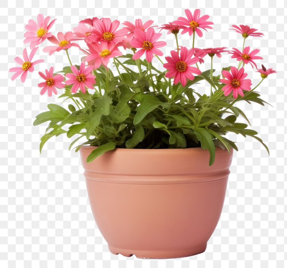 PNG Flower plant daisy vase. 