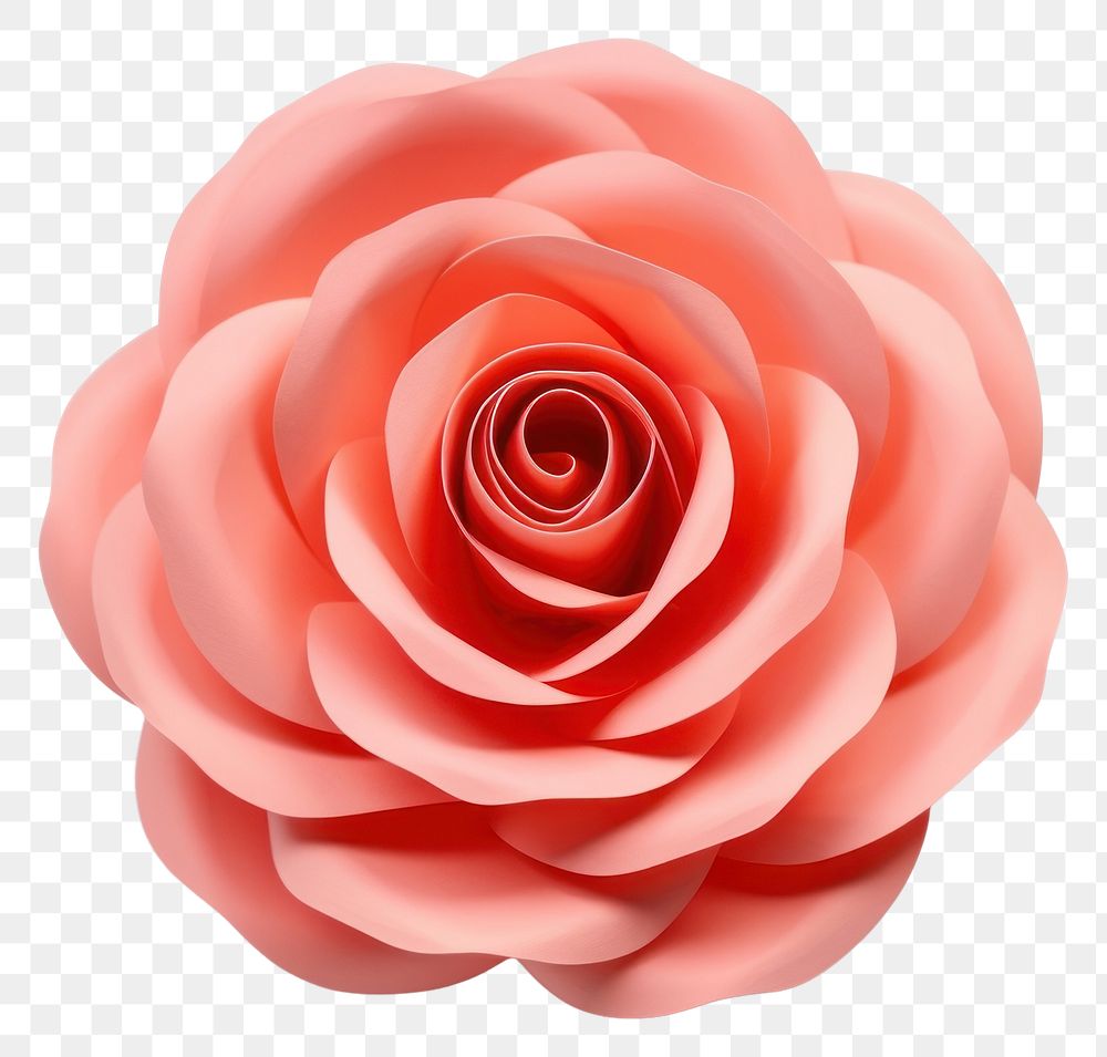 PNG Flower petal plant rose. AI generated Image by rawpixel.