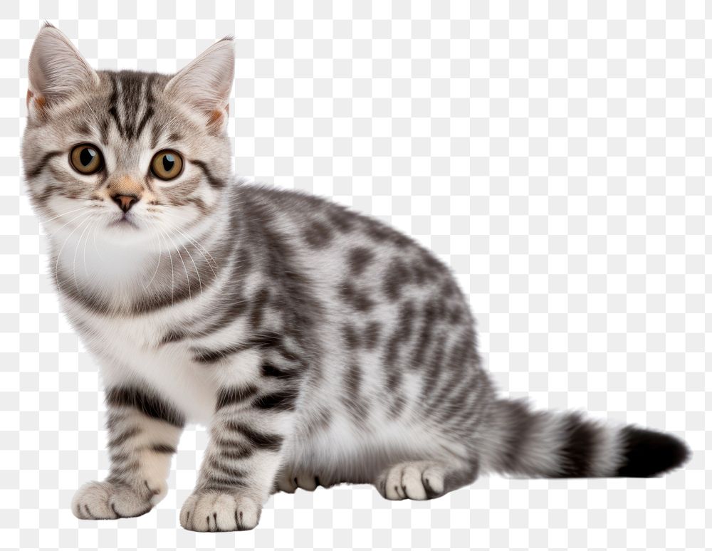 PNG Animal mammal kitten pet. AI generated Image by rawpixel.