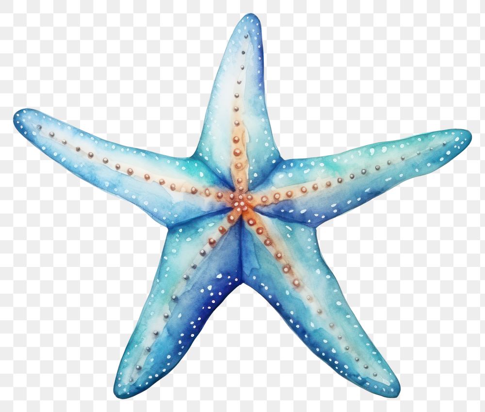 PNG Starfish white background invertebrate echinoderm. AI generated Image by rawpixel.