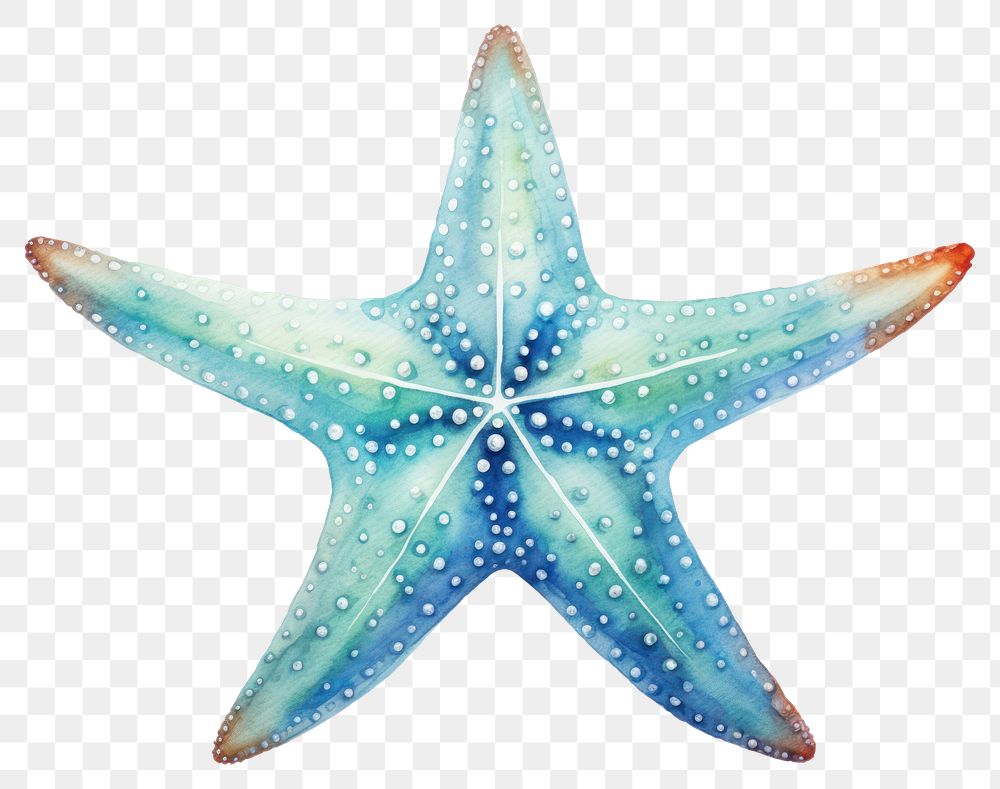 PNG Starfish white background invertebrate echinoderm.