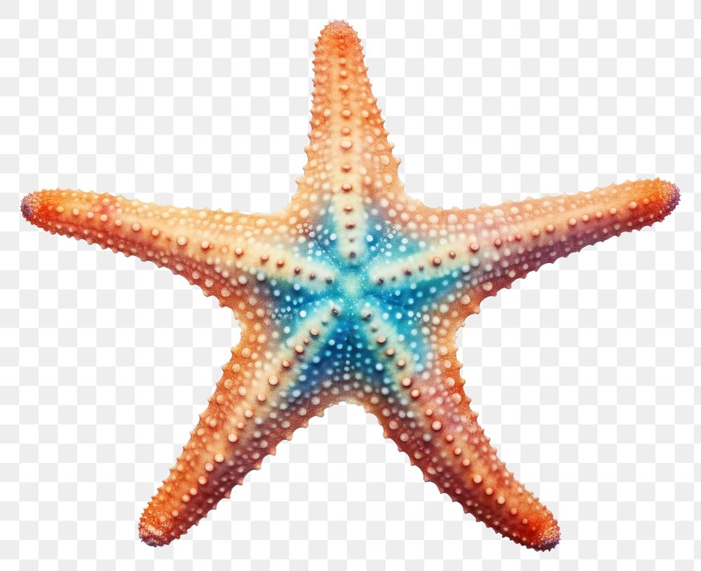 PNG Starfish animal white background invertebrate. AI generated Image by rawpixel.