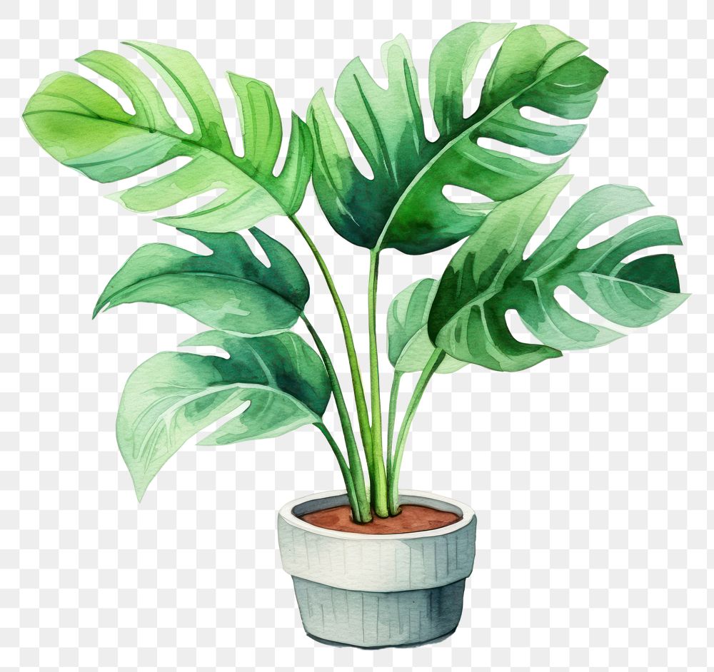 PNG Plant leaf houseplant freshness. 