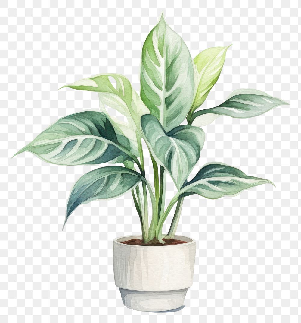 PNG Plant leaf vase houseplant. AI generated Image by rawpixel.