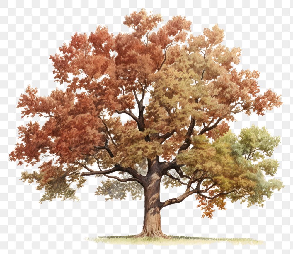 PNG Tree plant oak white background. AI generated Image by rawpixel.