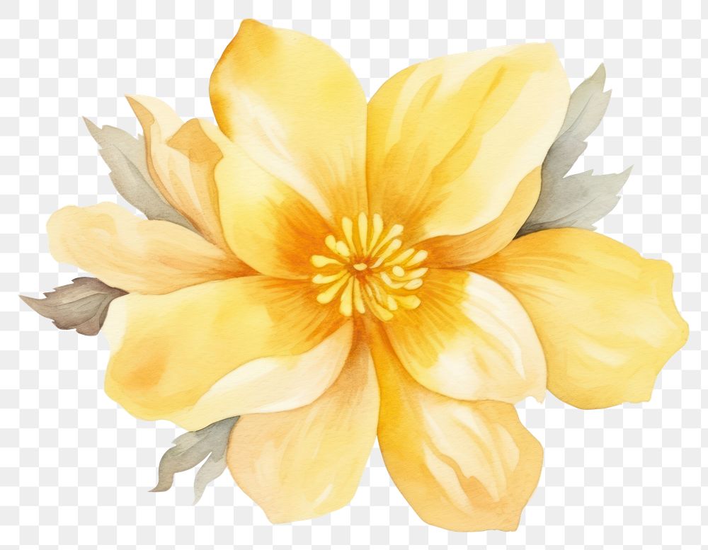 PNG Flower blossom dahlia yellow. AI generated Image by rawpixel.