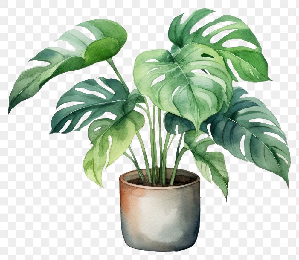 PNG Plant leaf white background houseplant. AI generated Image by rawpixel.