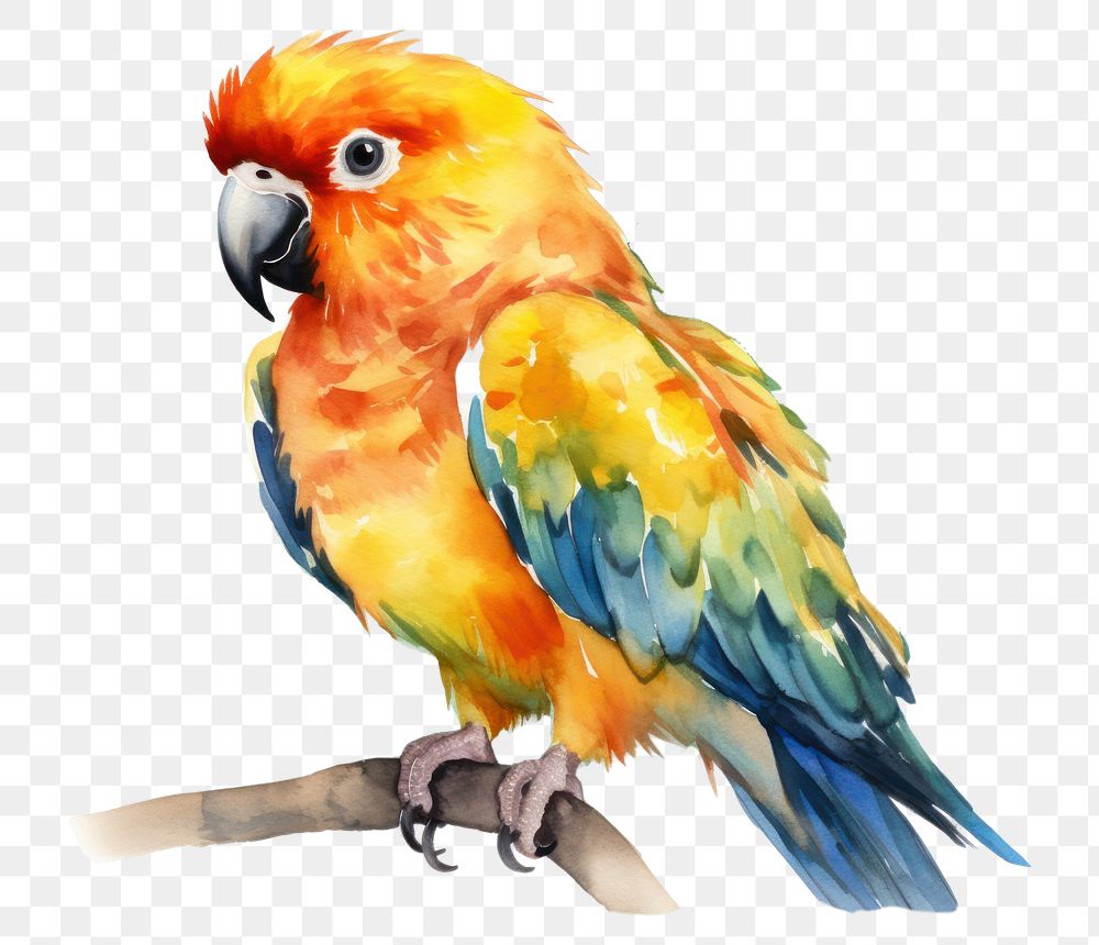 PNG Parrot animal bird creativity. 