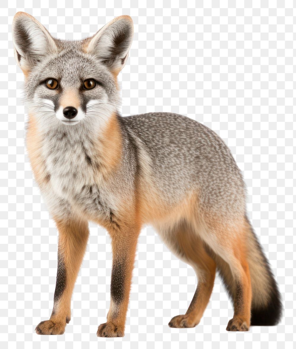PNG Fox wildlife animal mammal. AI generated Image by rawpixel.