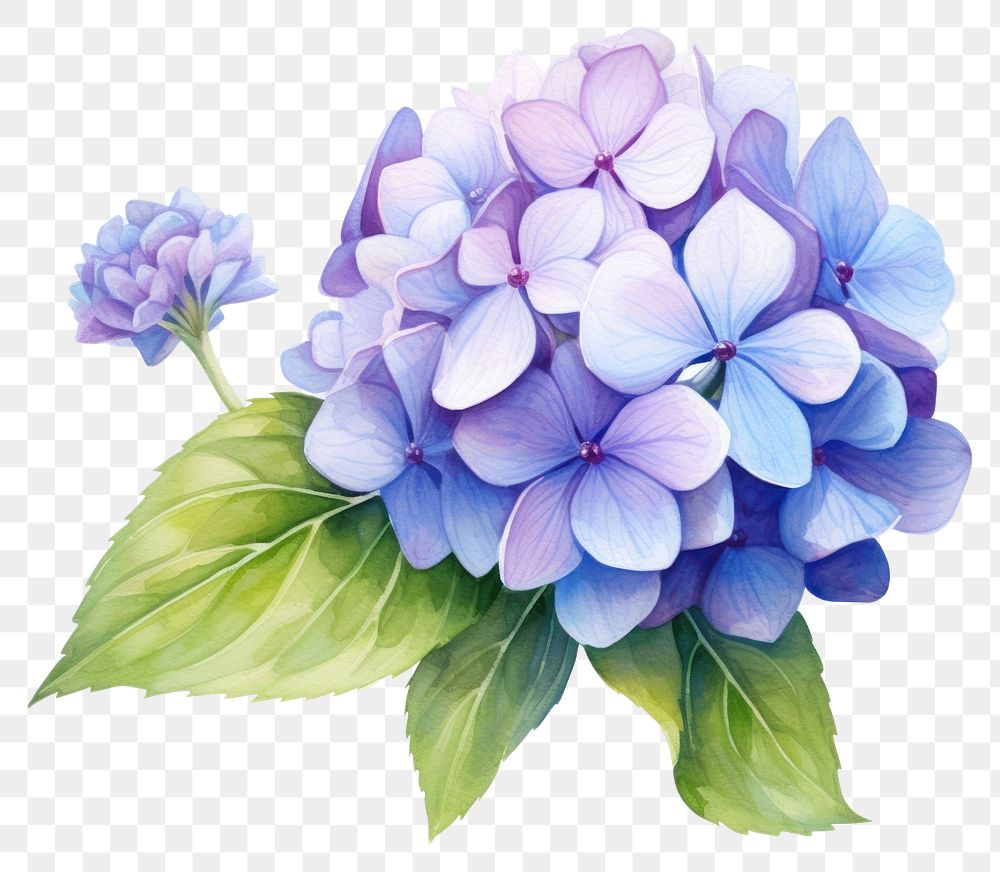 PNG Flower hydrangea lilac plant. AI generated Image by rawpixel.