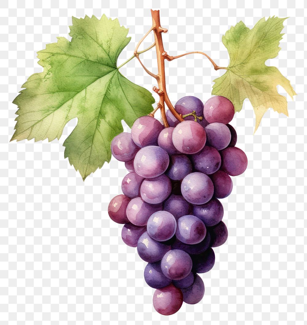 PNG Grapes vine vineyard fruit. AI generated Image by rawpixel.