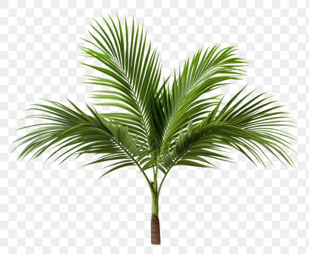 PNG Plant leaf tree freshness