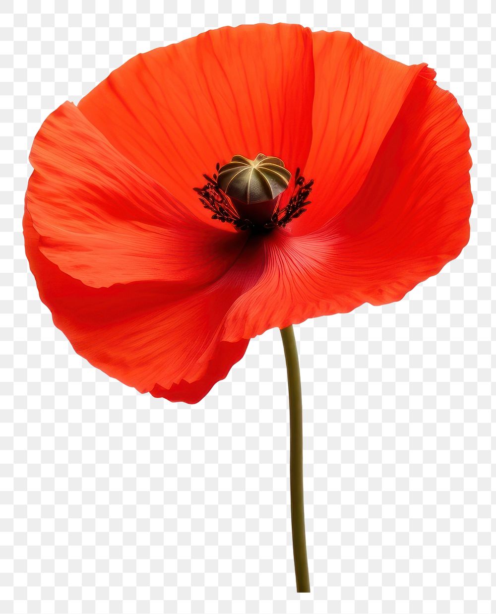 PNG Flower poppy petal plant. 