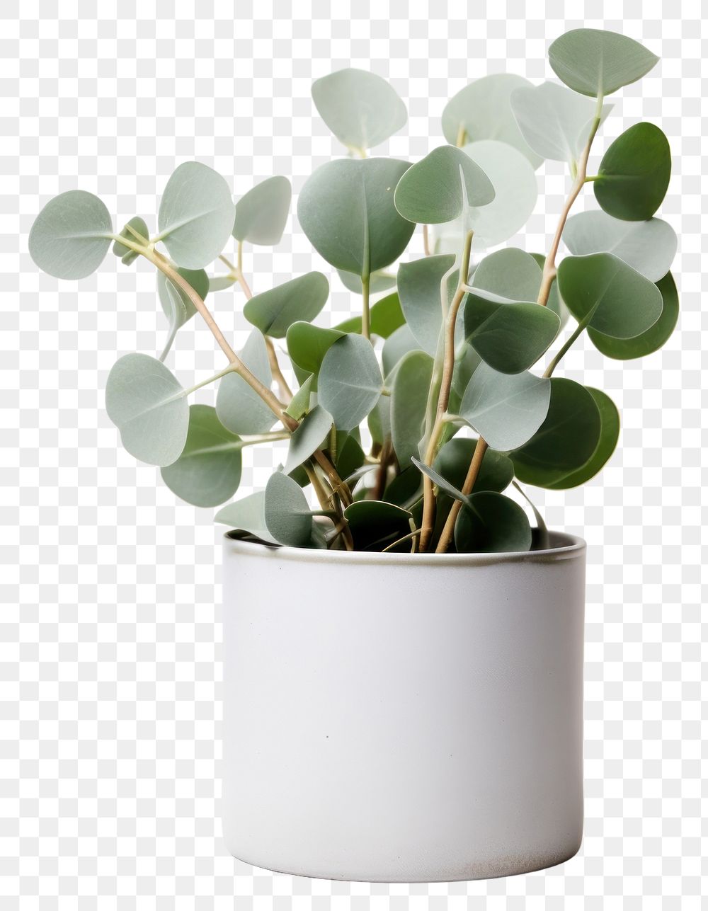 PNG Plant leaf vase houseplant. 