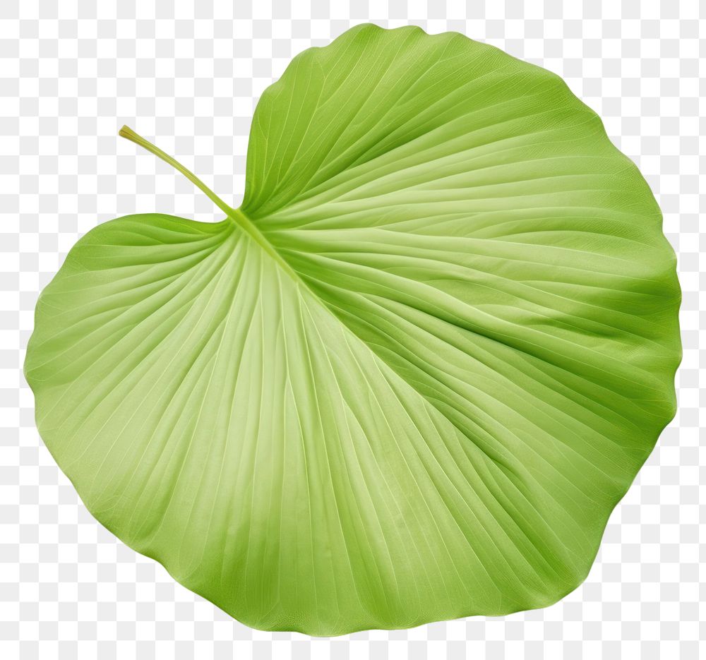 PNG Plant green leaf xiaolongbao. AI generated Image by rawpixel.