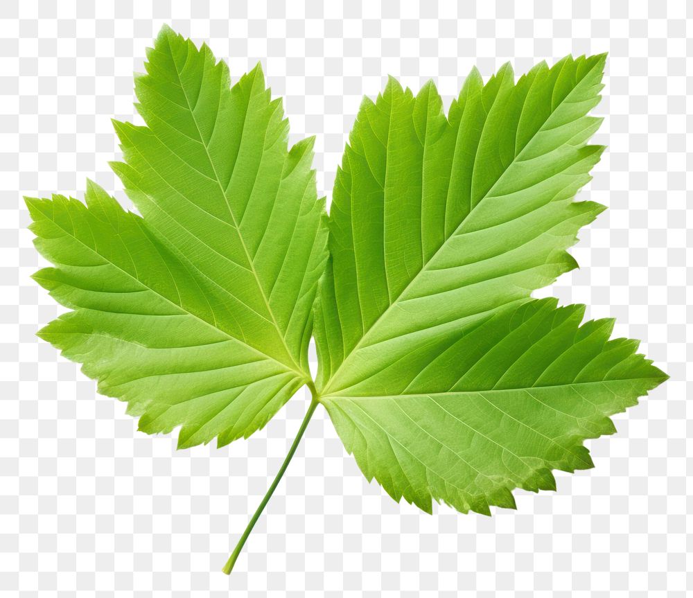 PNG Plant leaf tree freshness. AI generated Image by rawpixel.