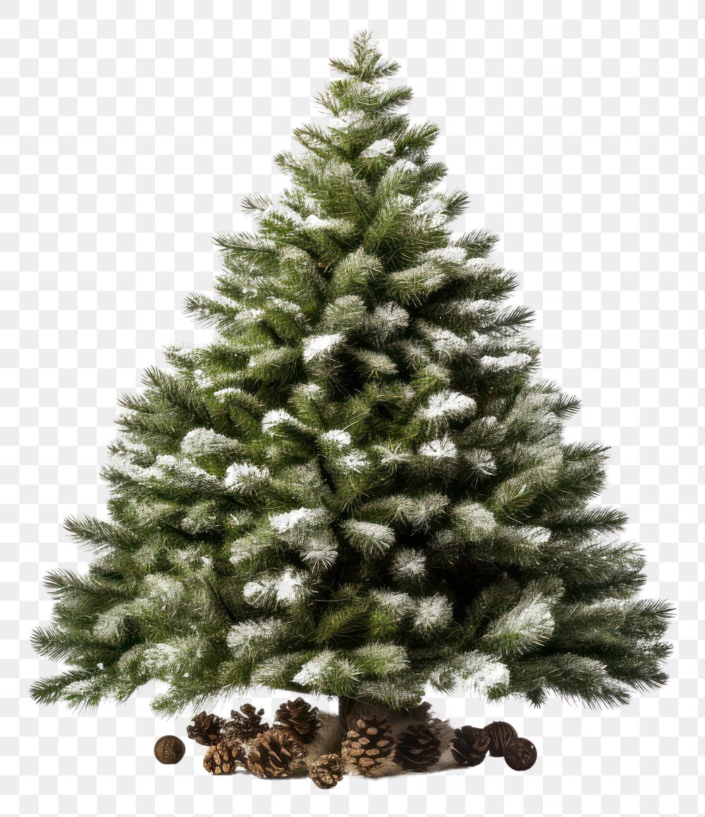 PNG Christmas plant tree pine.