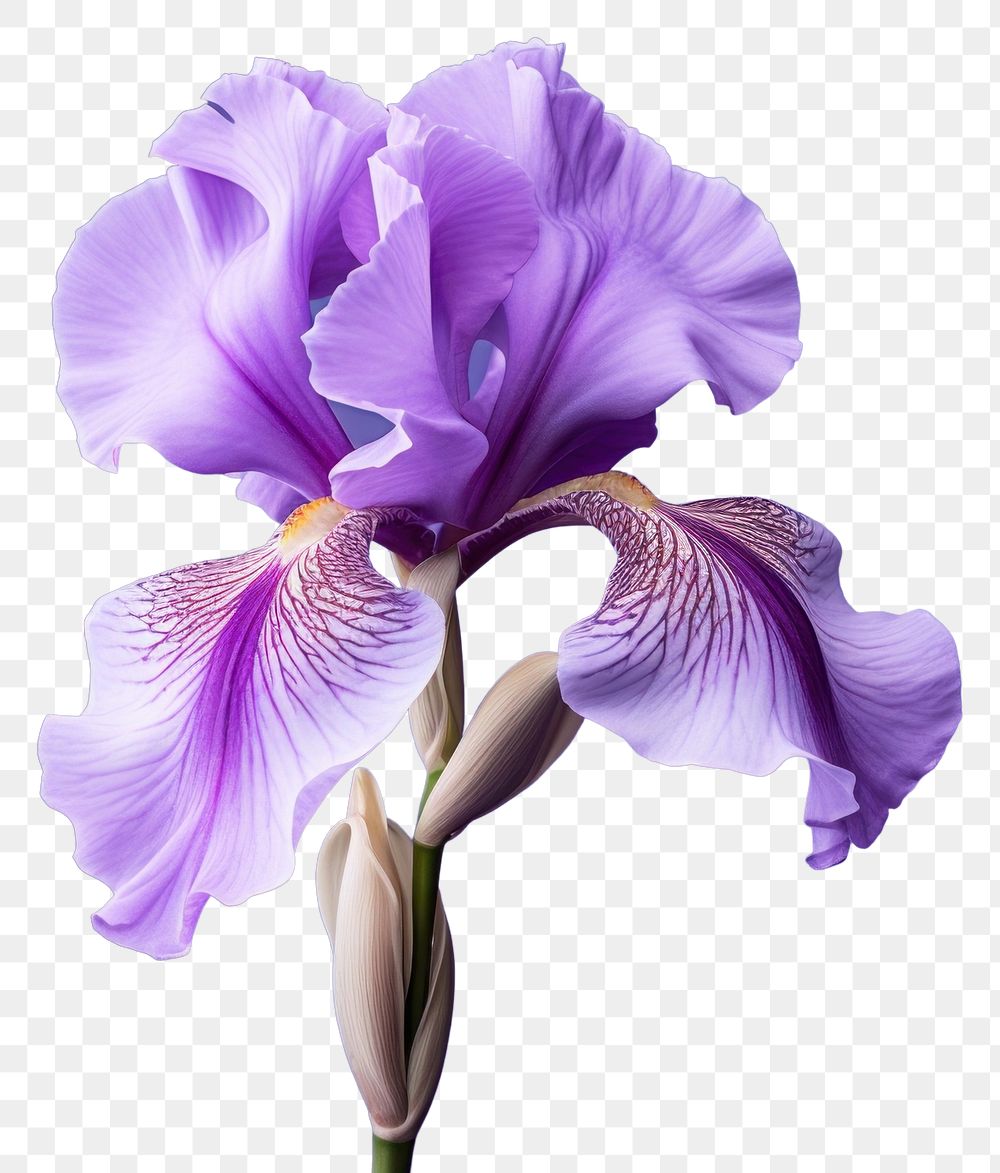 PNG Flower purple petal plant. AI generated Image by rawpixel.