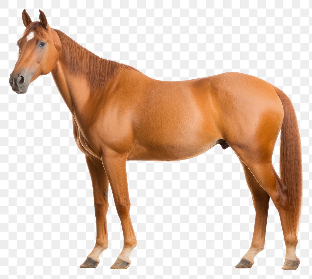 PNG Mammal animal horse herbivorous. AI generated Image by rawpixel.