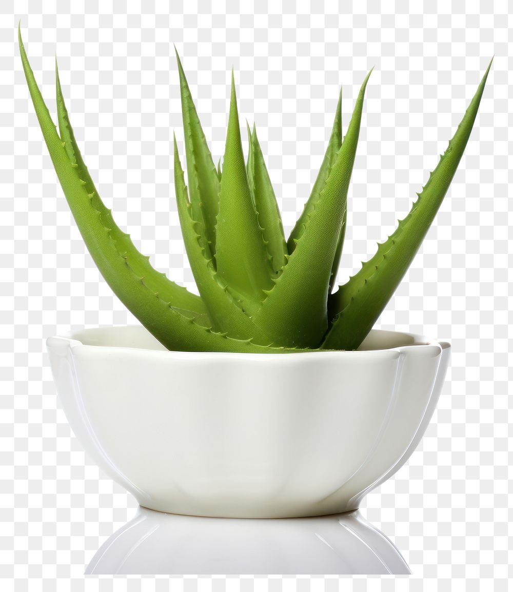 PNG Plant aloe xanthorrhoeaceae freshness. AI generated Image by rawpixel.