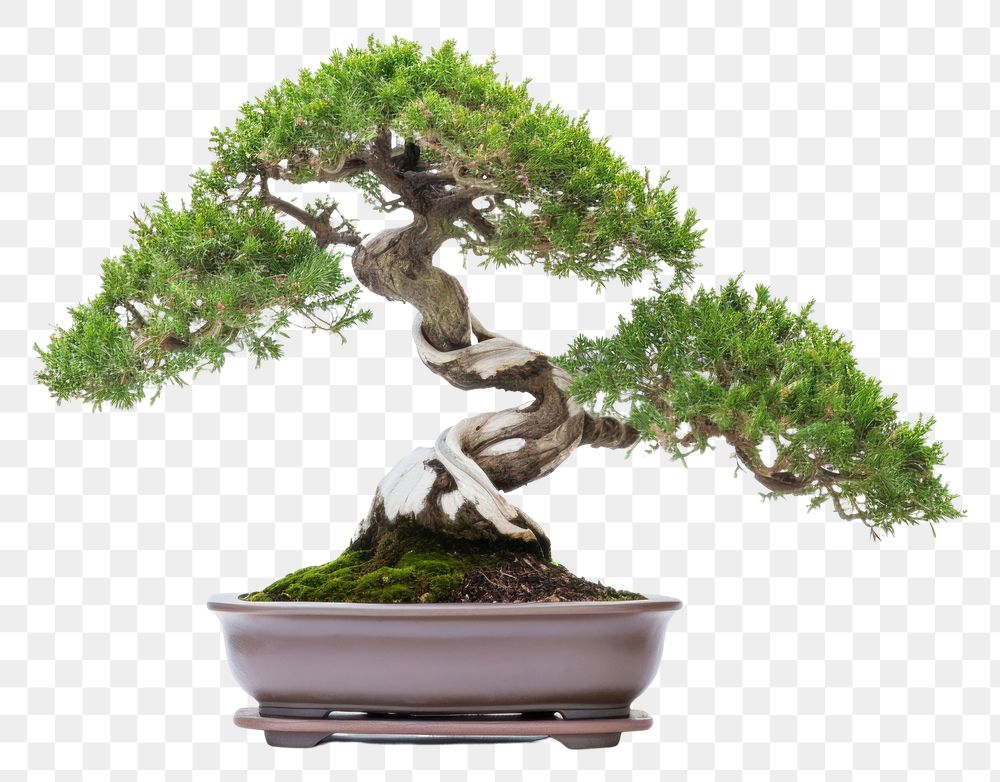 PNG Bonsai plant tree houseplant. AI generated Image by rawpixel.