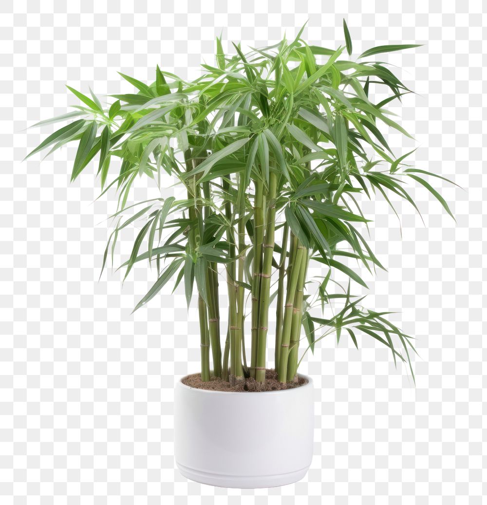 PNG Bamboo plant houseplant flowerpot