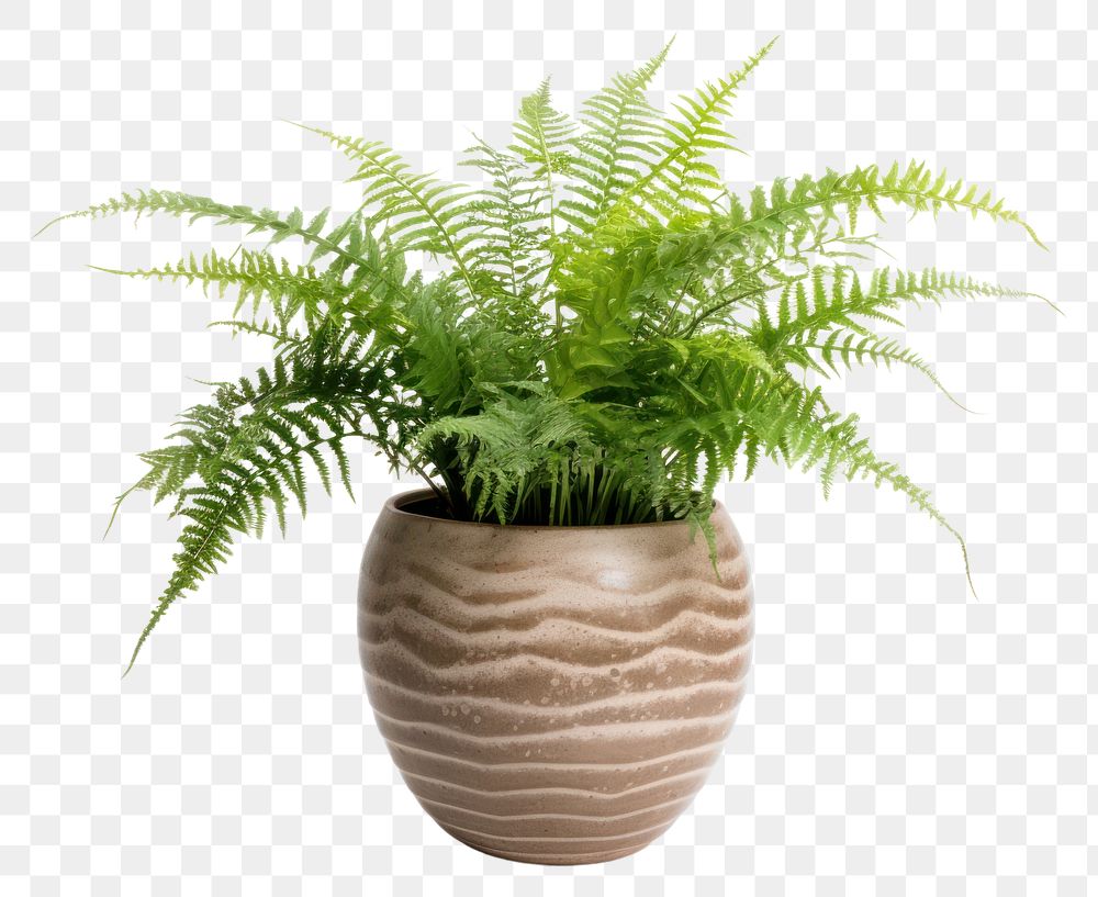 PNG Plant fern vase houseplant. 