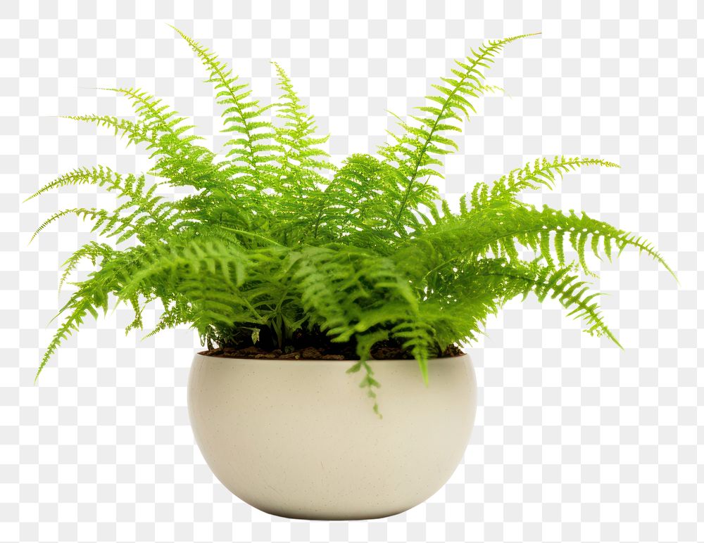 PNG Plant fern houseplant freshness. 