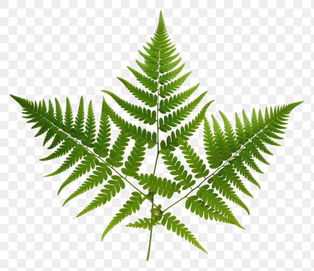 Png Plant Fern Leaf Freshness. 