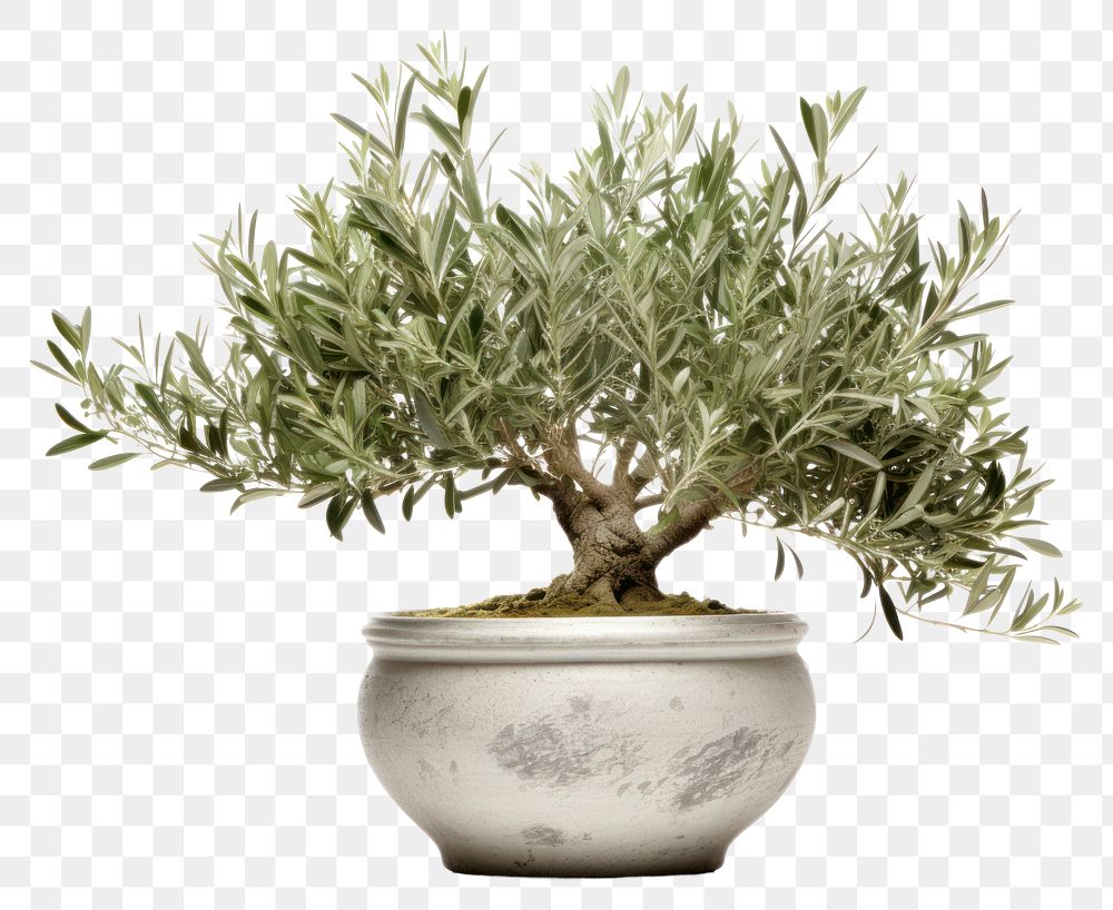 PNG Bonsai plant herbs tree. AI generated Image by rawpixel.