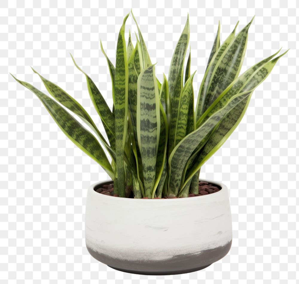 PNG Plant leaf vase xanthorrhoeaceae. AI generated Image by rawpixel.