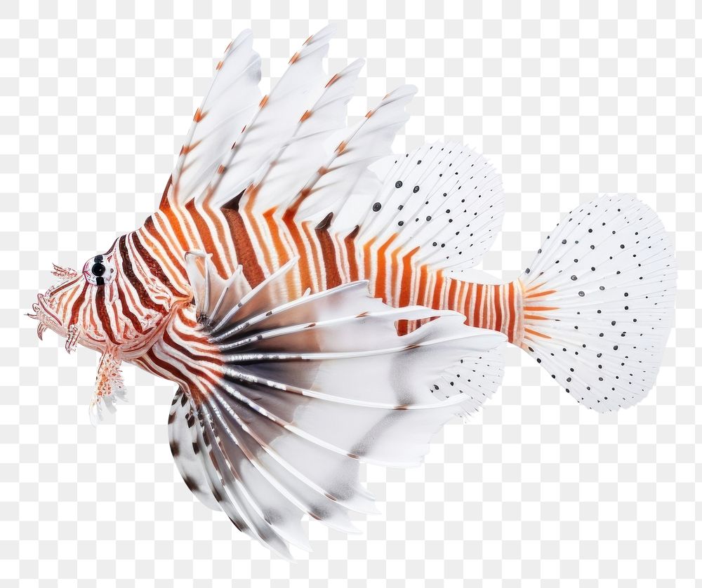 PNG Animal fish scorpionfish underwater. 