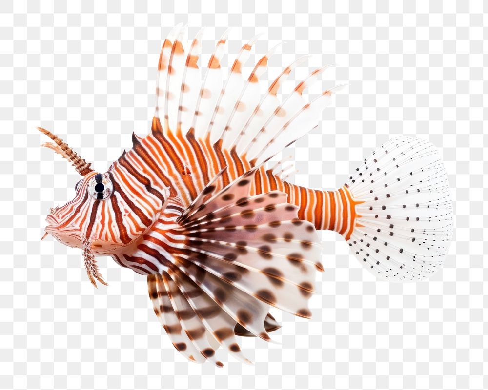 PNG Fish lionfish animal white background. AI generated Image by rawpixel.