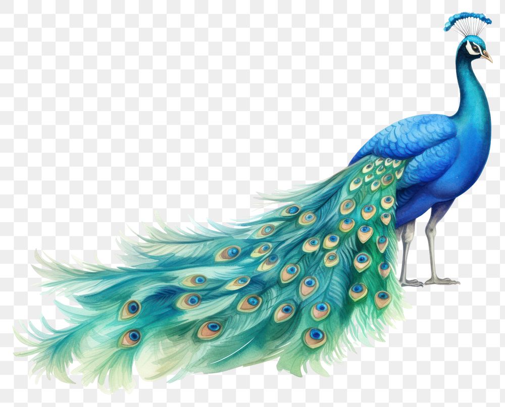 PNG Peacock animal bird lightweight