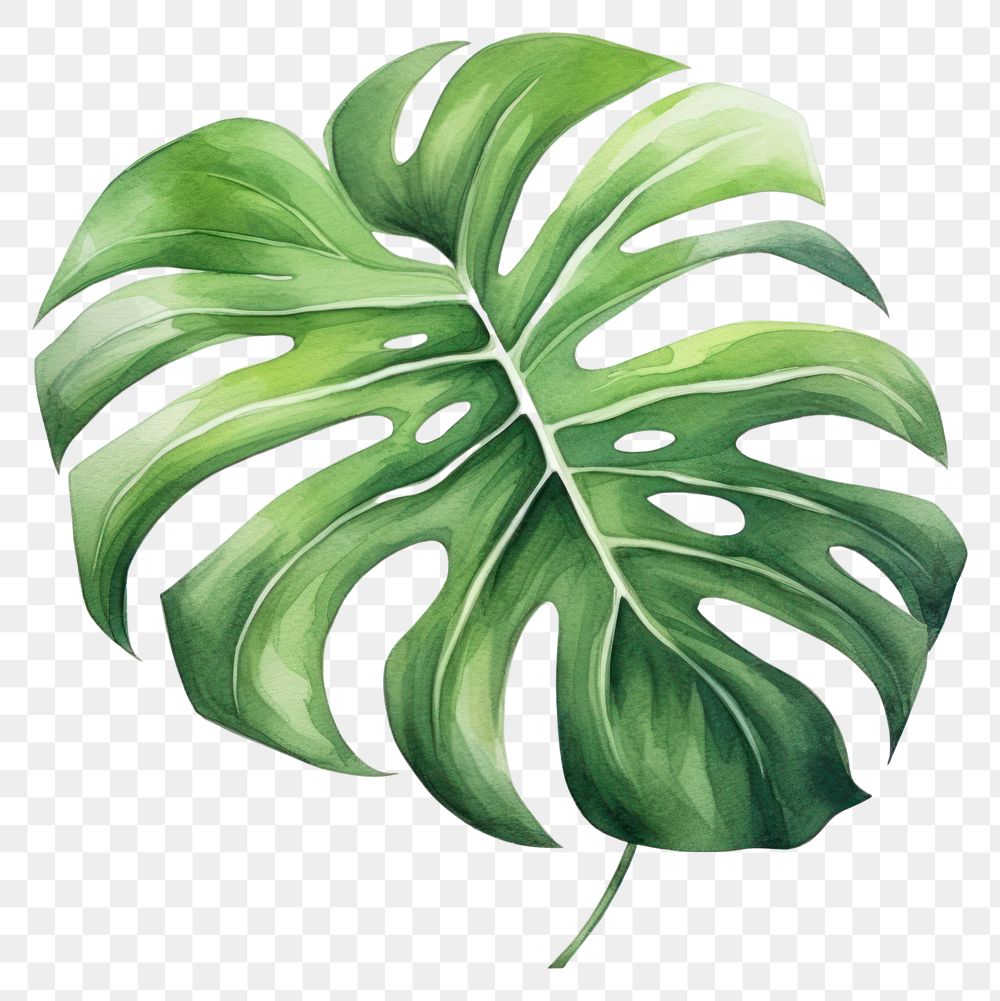 PNG Plant leaf xanthosoma freshness. 