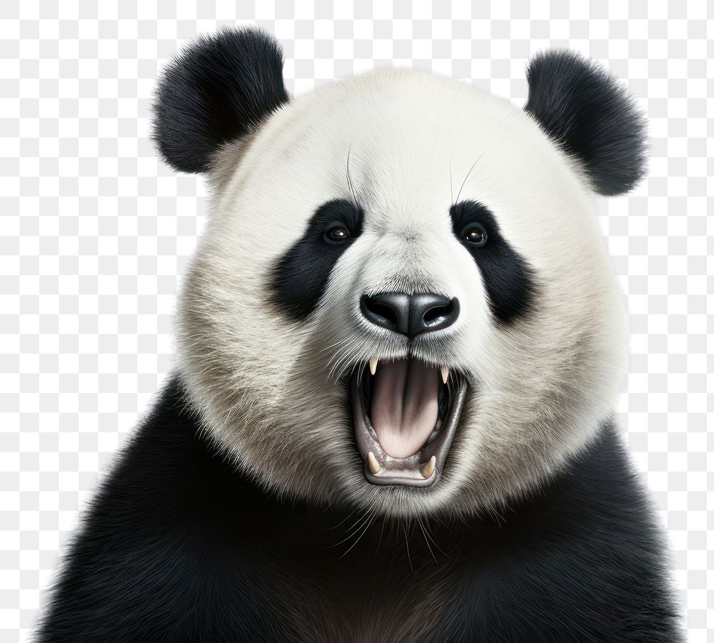 PNG Wildlife mammal animal panda. AI generated Image by rawpixel.