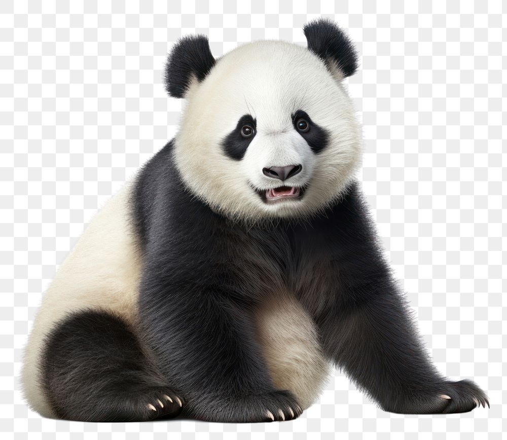 PNG Wildlife animal mammal panda. AI generated Image by rawpixel.