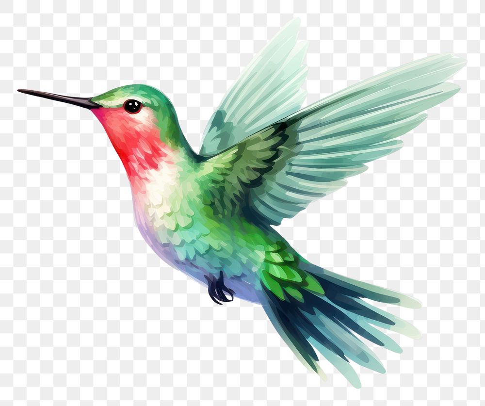 PNG Hummingbird animal flying white background