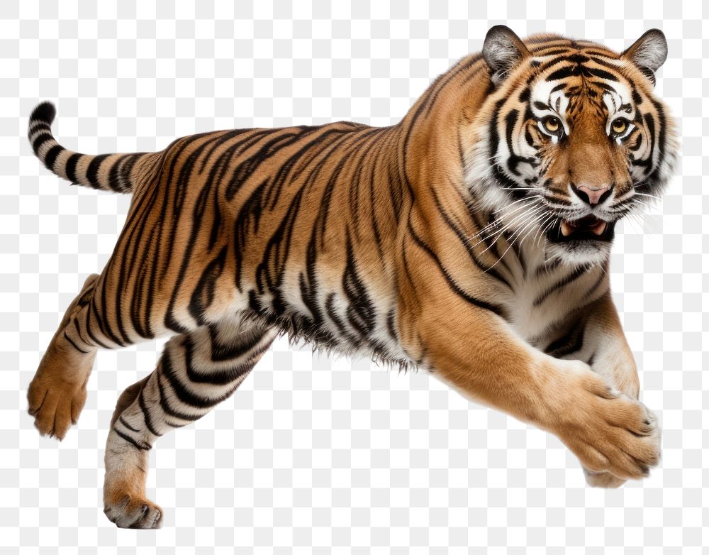 PNG Tiger wildlife animal mammal. 