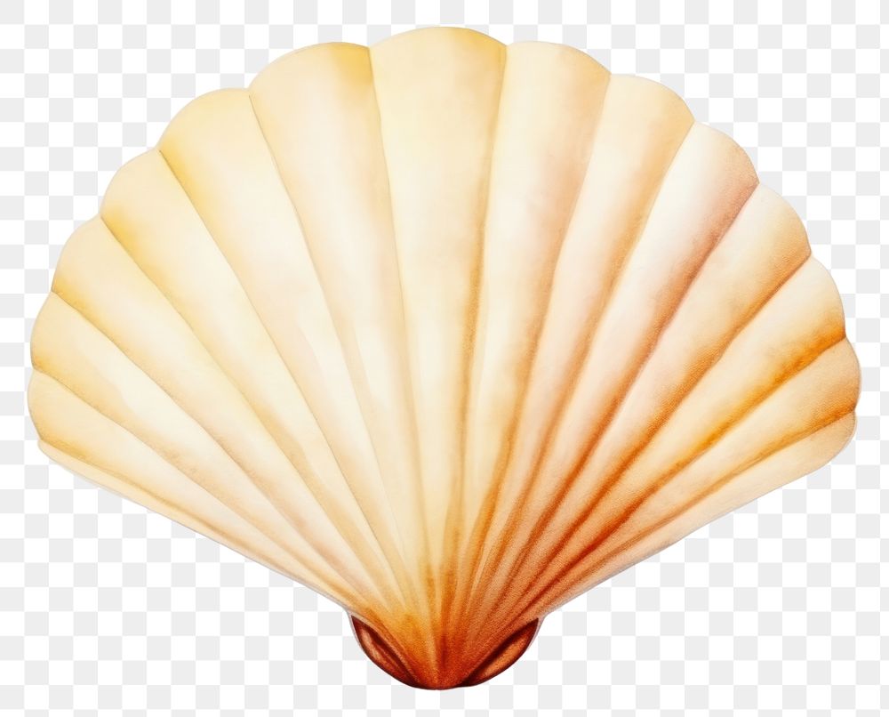 PNG Seashell clam invertebrate. 