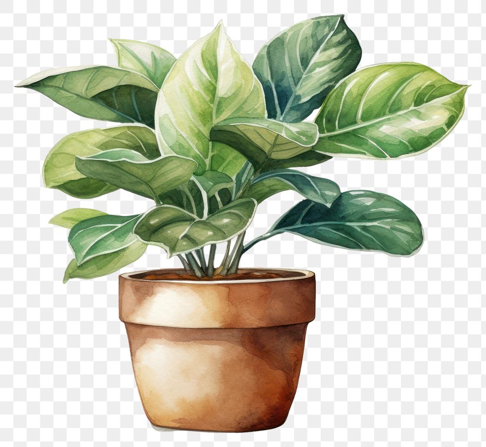 PNG Plant leaf potted plant houseplant. AI generated Image by rawpixel.