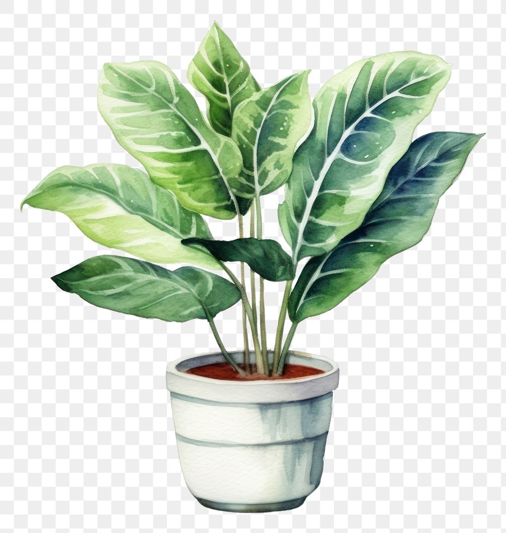 PNG Plant leaf potted plant houseplant. 