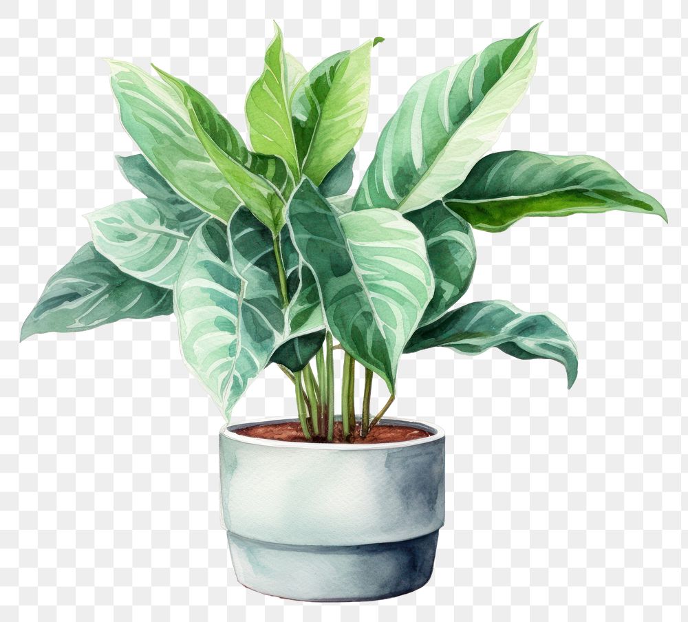 PNG Plant leaf potted plant houseplant. 