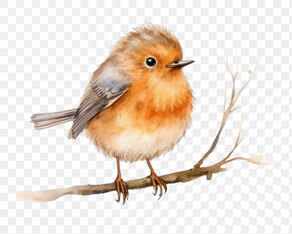 PNG Bird animal robin creativity