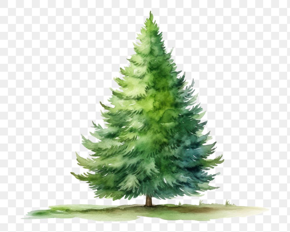 PNG Christmas tree plant pine. AI generated Image by rawpixel.