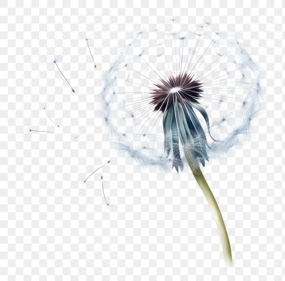 PNG Dandelion flower plant inflorescence. AI generated Image by rawpixel.
